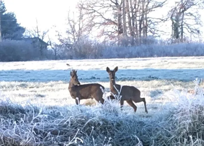Les Roses Nyaraló *
